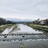 鴨川の桜