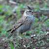 アオバズクの鳴き声が聞こえた