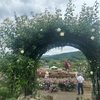【バラの花を満喫するいばらきフラワーパークの魅力】