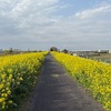 菜の花色のサイクリング