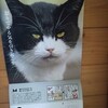 野良猫は、いる