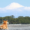 真っ白になった富士山