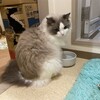 連休前夜はねむねむのふくちゃん