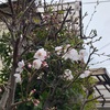 桜の季節に思うこと