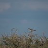 ヒメオオモズ  Lesser Gray Shrike