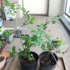 ブルーベリー植え付け・その１