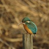 公園の野鳥たち