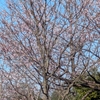 ３．２０（木・晴れ）２週間ぶりの野川。