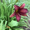 雨の日は花が美しい