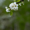 今日の花開く道北4