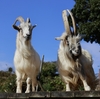 伊豆シャボテン動物公園を往く