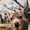 関西旅行で訪れるべき穴場スポットを徹底紹介！