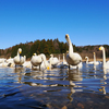 長嶺大池の白鳥