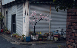 路上を観察し続けると町バスが何台通ったか、わかります。前回の写真お題「路上観察」からの写真ピックアップ