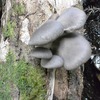 渓流禁漁期・山入最終