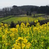 神奈川県足柄上郡大井町篠窪　　　菜の花と富士山