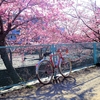 七分咲きの河津桜