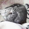 左巻き？　右巻き？　猫の寝方について