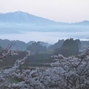 馬ノ墓の種蒔桜[会津美里町旭三寄]