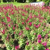 やまぐちフラワーランドの花木風景（17）：山口県柳井市