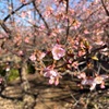 桜、梅、菜の花　花いっぱいの都筑の森