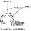 脂肪酸濃度が上昇するとグルコース消費が止まり肝臓はグルコースを産生する