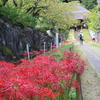 横浜・港北区のお寺「西方寺」にて４色の彼岸花を鑑賞