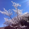 春の樹氷