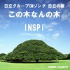 この木なんの木？ハワイでよく見る植物の多くは外来種