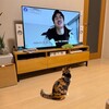 20250119-20250204 入院までの日々