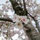 札幌の桜①