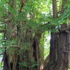 世界遺産　白神山地