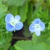畑の雑草3