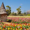 【花菜ガーデン】春を告げる花々が満開の園内を散歩しよう！～神奈川県立 花と緑のふれあいセンター