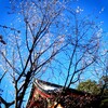 #浅草寺#初詣#新年#桜