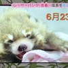 レッサーパンダの赤ちゃんモニターで映像公開　熊本