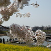 上堰潟公園（新潟市西蒲区）の桜、菜の花、そして白鳥 2021(4/3)