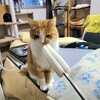 ねこまんま古今東西