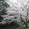 ２０２０　姫路　桜満開