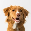 僕の名はポイチョフ