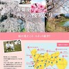 春爛漫！内子の桜めぐり Part1  2020.3.29