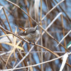 公園の野鳥達（ジョウビタキ♀・♂）