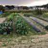 野菜成育の確認と収穫