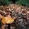 紅葉さがしに♪