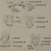 【脊柱起立筋と体幹深層筋の臨床的役割】
