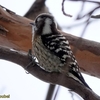 日本　今日出会った野鳥　コゲラ、ジョウビタキ