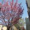 花見散歩　かむろ坂～目黒川