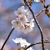 ～≪桜の開花状況&#127802;千里北公園≫～