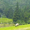 通院25日目　移植日決定