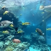 沖縄美ら海水族館が最高です。 その1